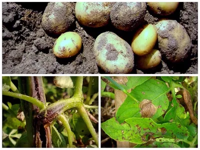 Болезни листьев картофеля фото и лечение фотографии