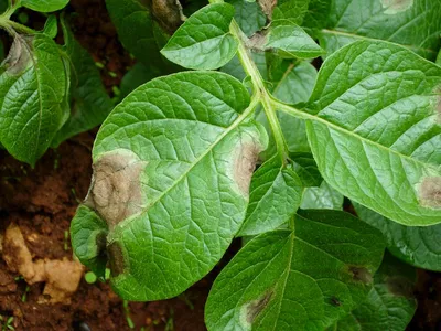 Желтеют картофельные листья: определяем причины и боремся с проблемой |  Азбука огородника | Дзен