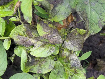Южный столбур картофеля – болезни растений