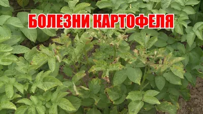 Защита картофеля от фитофтороза и альтернариоза | «Сингента» в России