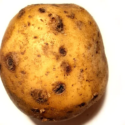 Почему желтеют и увядают нижние листья картофеля? - ответы экспертов  7dach.ru