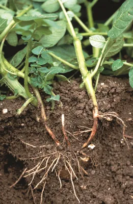 Альтернариоз картофеля – Агрохиминвест-НН