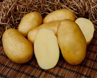 В Коми в минувшем году картофель пострадал от вредителей, бактериальных и  вирусных заболеваний | Комиинформ