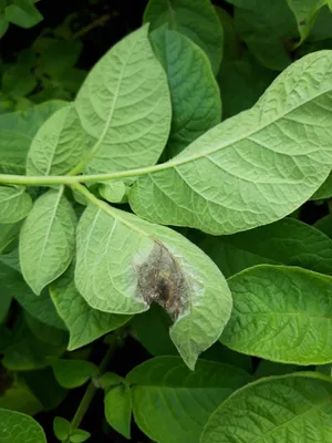 ГлавАгроном - Названы наиболее распространенные болезни картофеля в  Мурманской области