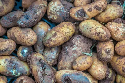 Бактериозы картофеля в Российской Федерации | Картофель и овощи