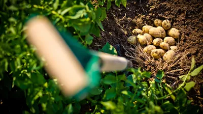 Когда выкапывать картофель на хранение в 2021 году: как определить, что  можно копать картофель - 5 августа 2021 - 74.ru