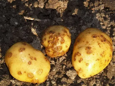 ГлавАгроном - Антракноз картофеля: симптомы, развитие болезни, источники  инфекции