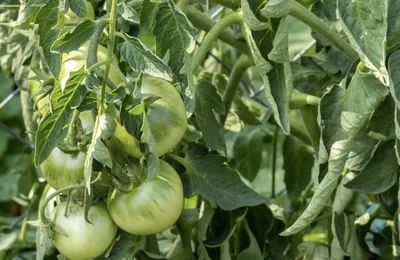 Скручиваются листья у томатов: причины и что делать - Блог Агрикс