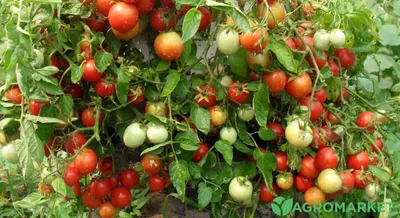 Как правильно выращивать помидоры, самые распространенные болезни томатов -  22 июля 2021 - ufa1.ru