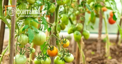 Как распознать болезни томатов и справиться с ними | Полезные статьи на  блоге Беккер