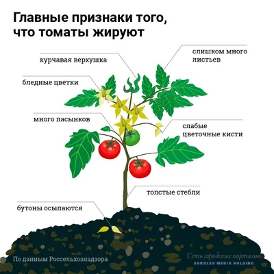 Скручиваются листья у помидоров: почему это происходит и что делать