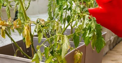 Почему у томатов скручиваются листья в трубочку и сохнут в теплице, причины