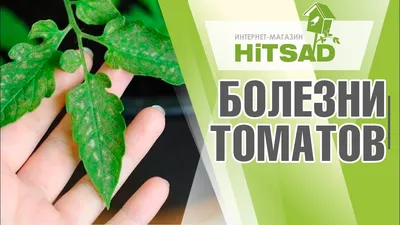 Почему у рассады томатов желтеют, сохнут и скручиваются листья | На грядке  (Огород.ru)