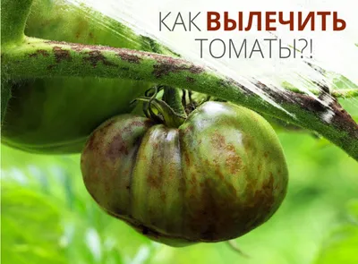 Виды болезней томатов - Agro-Market