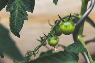 Инфекционные заболевания томатов при выращивании в защищённом грунте