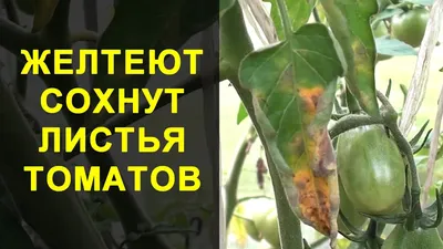 BB.lv: Жёлтые листья у помидоров в теплице и открытом грунте... Почему?