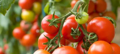 Появились пятна на рассаде томатов. Что это за болезнь? - ответы экспертов  7dach.ru