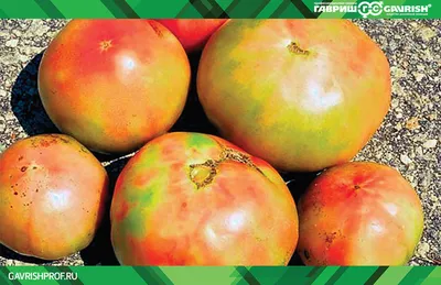 Пятна на плодах томата: болезнь или особенность сорта | На грядке  (Огород.ru)