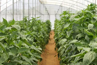 Болезни и вредители перца: как бороться и защитить растение - Agro-Market