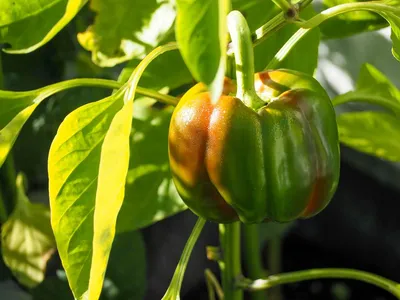 Болезни и вредители перца: как бороться и защитить растение - Agro-Market