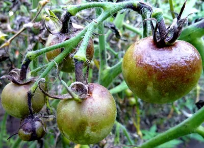 Болезни плодов помидор фото фотографии