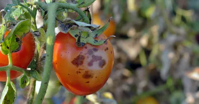 Почему скручиваются, желтеют, белеют листья у помидор, что делать с  болезнями томатов, как бороться с фитофторозом, кладоспориозом - 10 июля  2022 - НГС