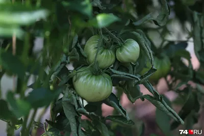 2 таблетки и пятен на томатах не будет. Листья помидоров в теплице будут  зеленые и чистые. - YouTube