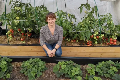 Посадка и выращивание помидоров в теплице: обзор технологии от А до Я |  Блог zeldom.kz
