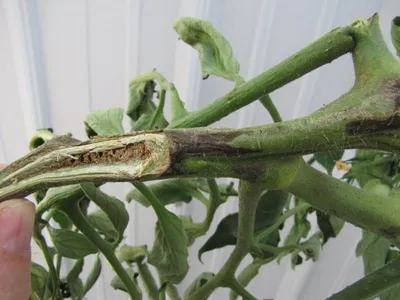 Желтеют и сохнут листья у помидор - Agro-Market24