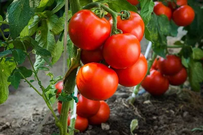 Они могут уничтожить весь урожай: королевские садоводы назвали четыре  главных болезни помидоров — Дом