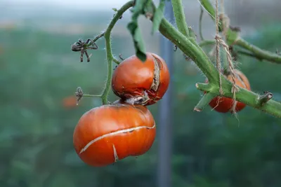Выращивание комнатных томатов зимой — Soncesad Выращивание комнатных  томатов зимой — Soncesad