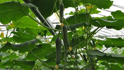 Ранний урожай огурцов в теплице: как получить и что необходимо знать