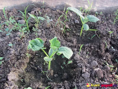 Как правильно посадить огурцы в теплице: посадка, уход и формирование куста