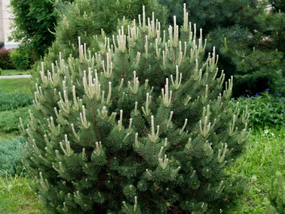 Сосна Веймутова (Pinus strobus) | Блог о ландшафтном дизайне