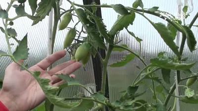 Болезни томатов в теплице фото и их лечение фото
