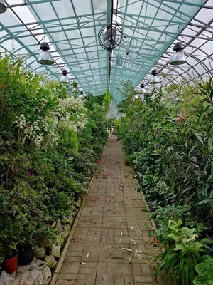 Ботанический сад НИУ «БелГУ» получил высшую награду Международного общества  сирени