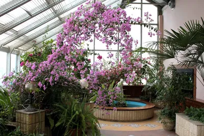 Ботанический сад ИГУ в Иркутске – экскурсии, туры | GuideAdvisor в Иркутске