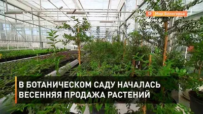 Золотая осень 2015 в Ботаническом саду Москвы (видео) | Хаус-ТВ