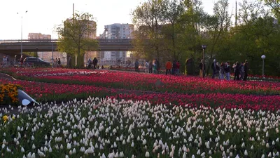 Москва (Moscow): Аптекарский огород — Ботанический сад МГУ (где и что  цветёт в мае) | Хаус-ТВ