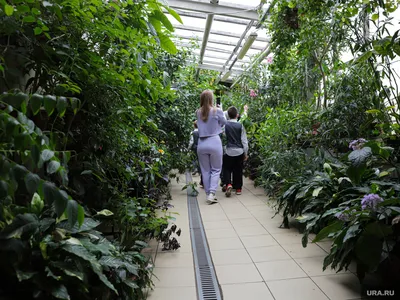 Оранжерея ботанического сада петра великого (74 фото) - 74 фото