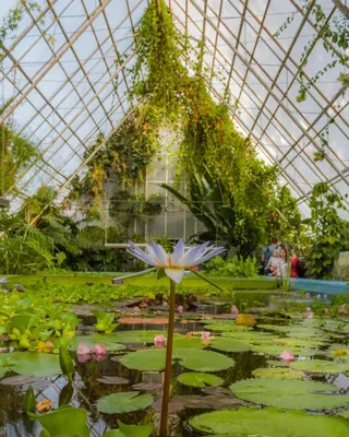 Экскурсия Никитский ботанический сад | Отель «Алые паруса», Крым
