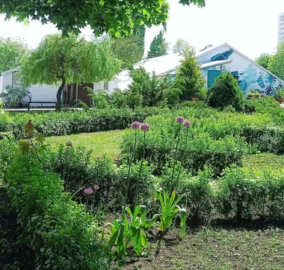 Ботанический сад Калужского государственного университета готов принимать  посетителей