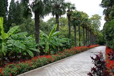 Никитский ботанический сад — Достопримечательности Ялты —  Достопримечательности Крыма