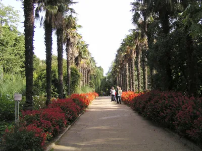 Никитский ботанический сад. Ялта. Крым