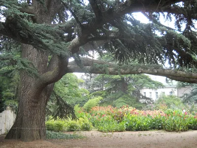 Бал хризантем в Никитском Ботаническом саду 2019 - Ялта