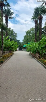 Никитский Ботанический сад в Крыму (57 фото) - 57 фото