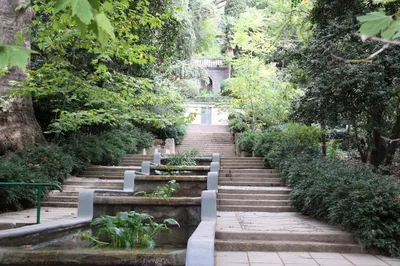 Никитский ботанический сад. Ялта. Крым. | Ботанический сад, Сад, Цветы