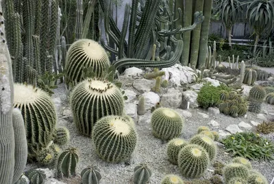 Никитский ботанический сад в Ялте Крым : фото, видео, режим работы, цены |  Гостевой дом Сергей