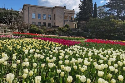 160 тысяч тюльпанов высадили для весеннего парада в Никитском ботаническом  саду – Независимое телевидение Севастополя - Независимое телевидение  Севастополя