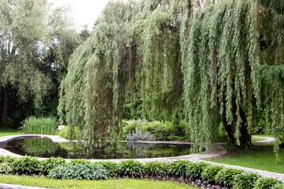 Ботанический сад йошкар ола фото фотографии